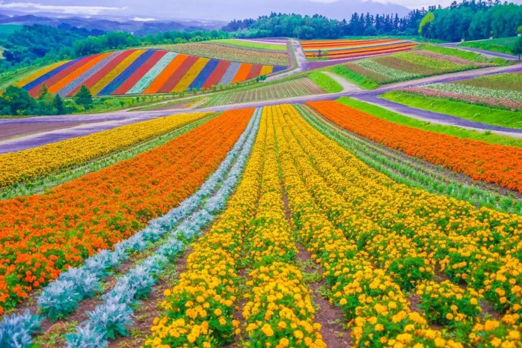 Shiki Aya Hill Our Flower Field, Hokkaido Biei-cho